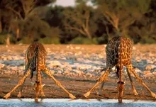 animals drinking giraffes 1920x1200 wallpaper Art HD Wallpaper